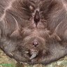 AnusDeWombat