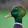 JohnTheDuckesent