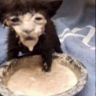 DARGUI
